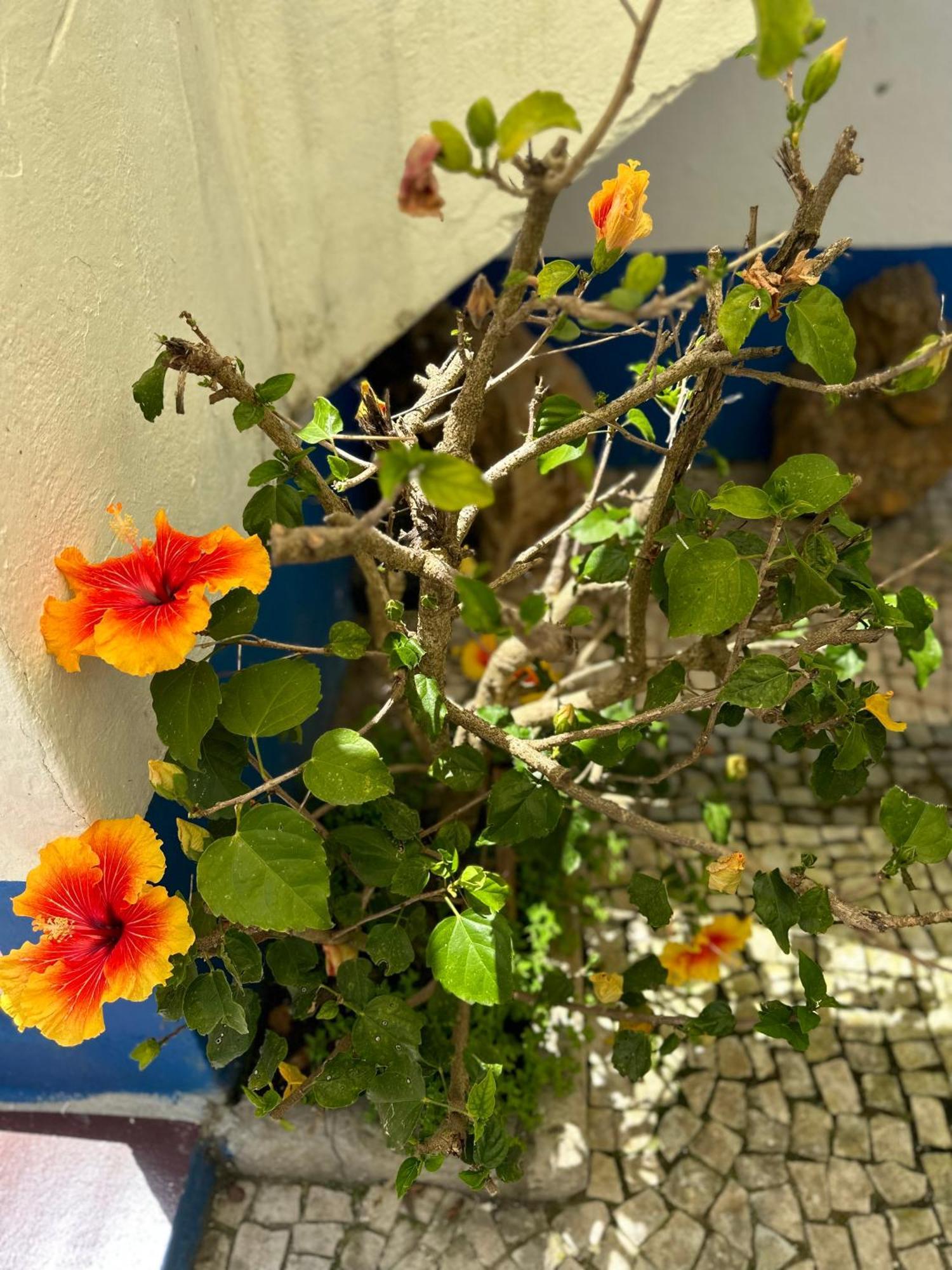 Casa Do Poco Panzió Óbidos Kültér fotó